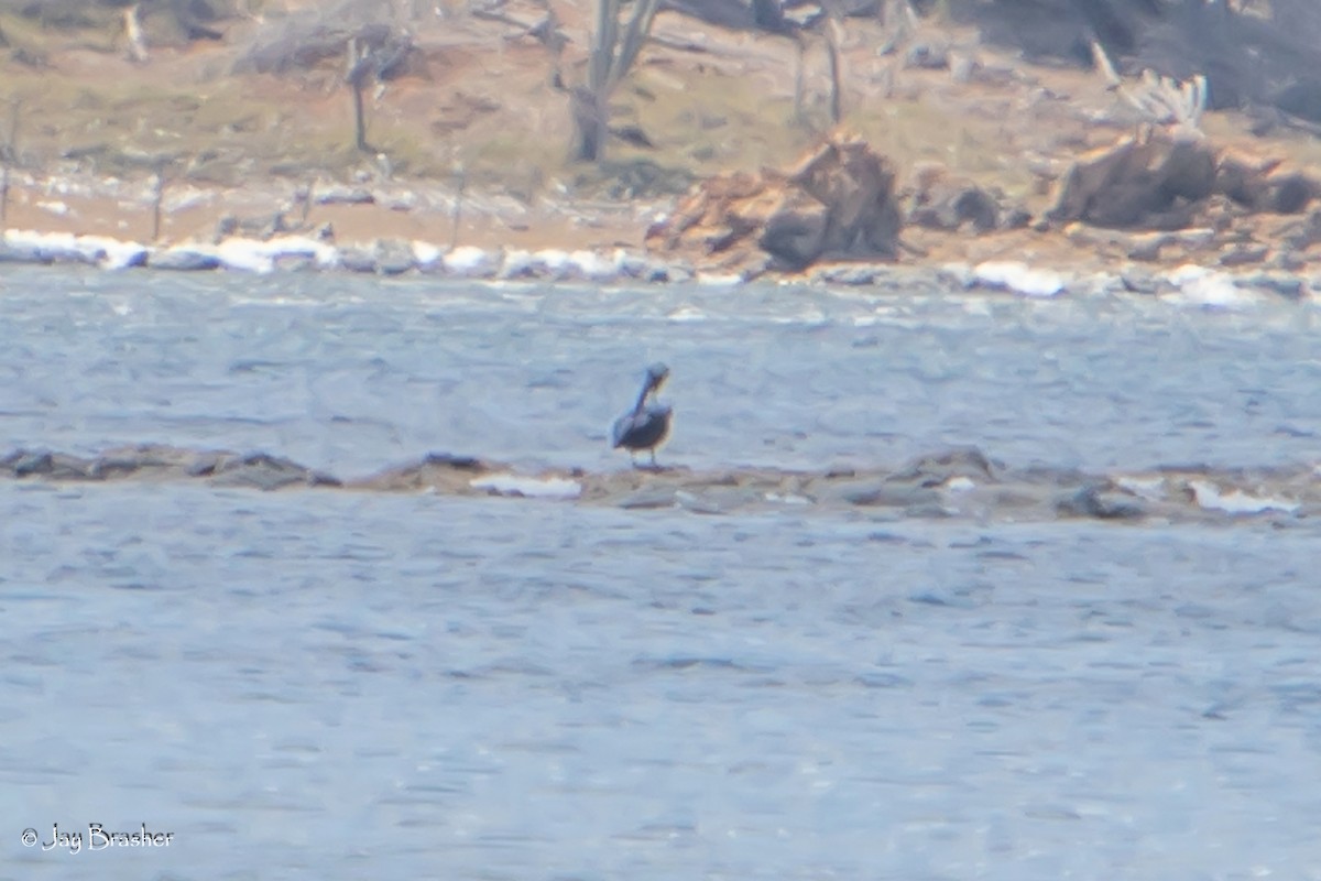 Brown Pelican (Southern) - ML613459646