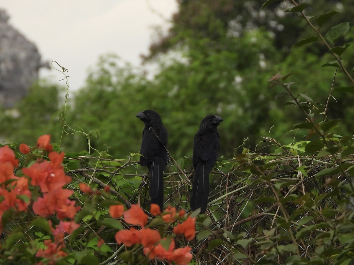 Groove-billed Ani - ML613459651