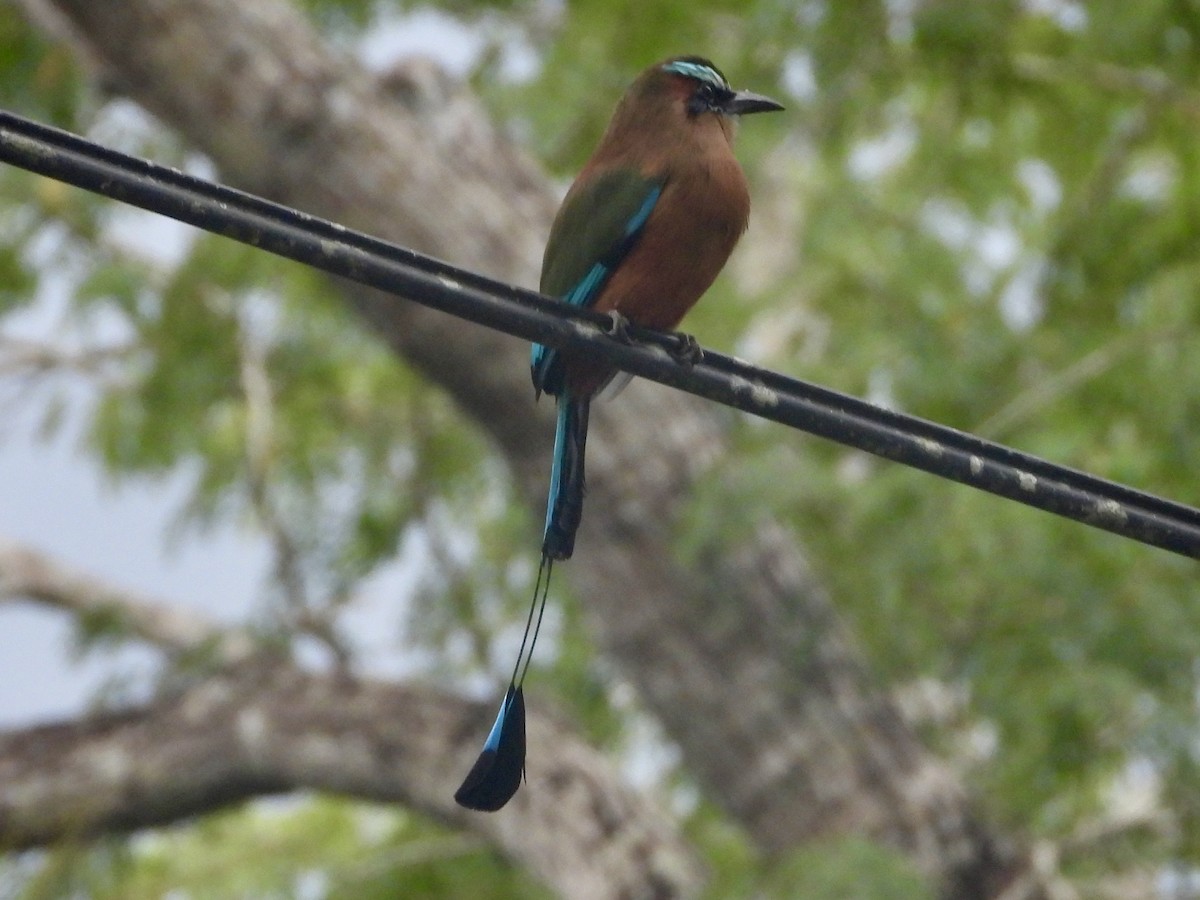 Turquoise-browed Motmot - ML613459658