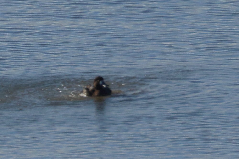 Greater Scaup - ML613459709