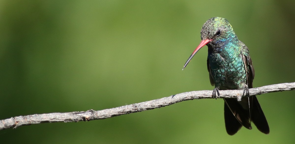 Colibrí Piquiancho Común - ML61345971