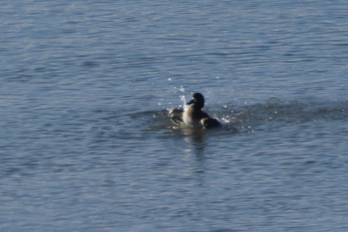 Greater Scaup - ML613459710