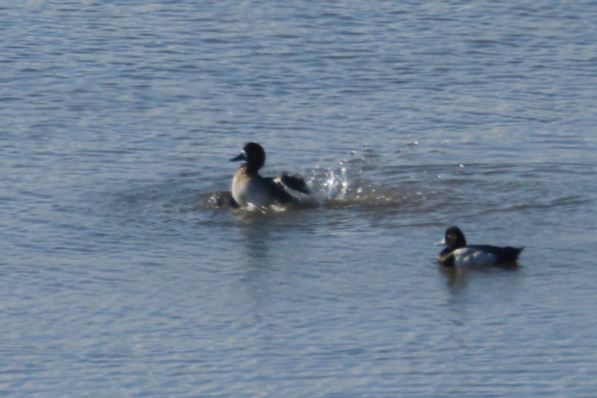 Greater Scaup - ML613459711