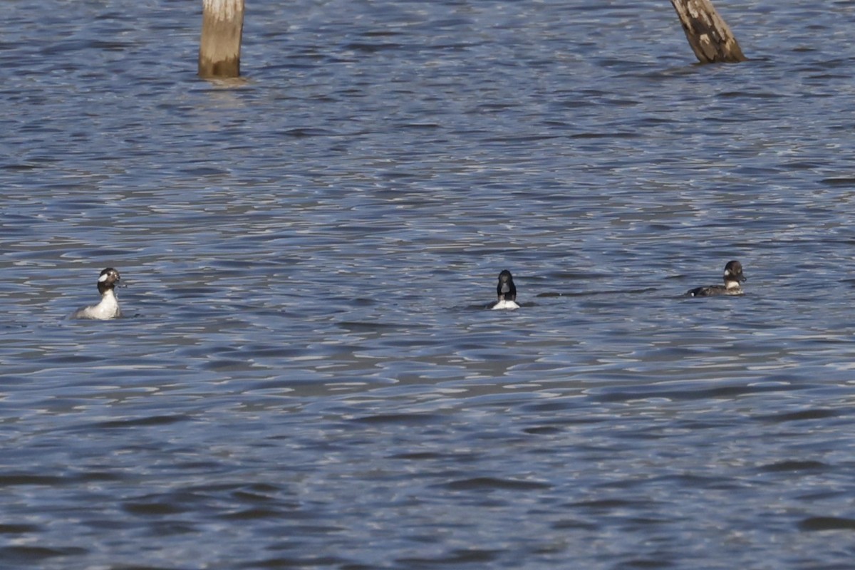 Bufflehead - Steven Fuller