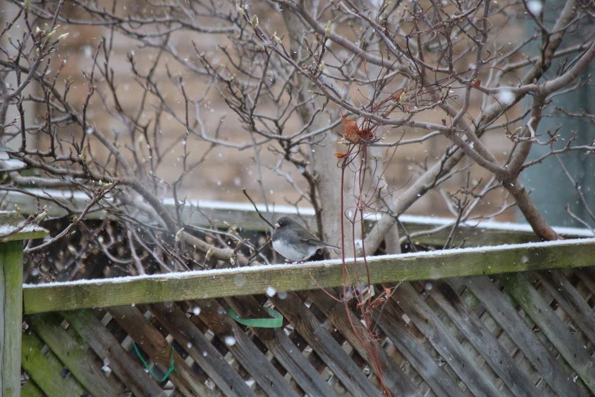 Dark-eyed Junco - Serina T