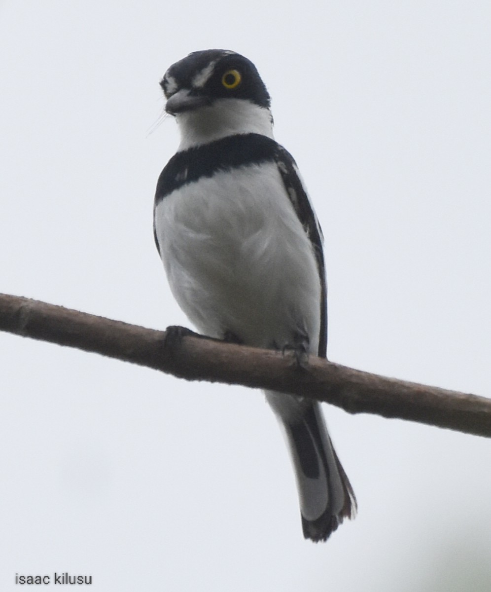 Eastern Black-headed Batis - ML613459801