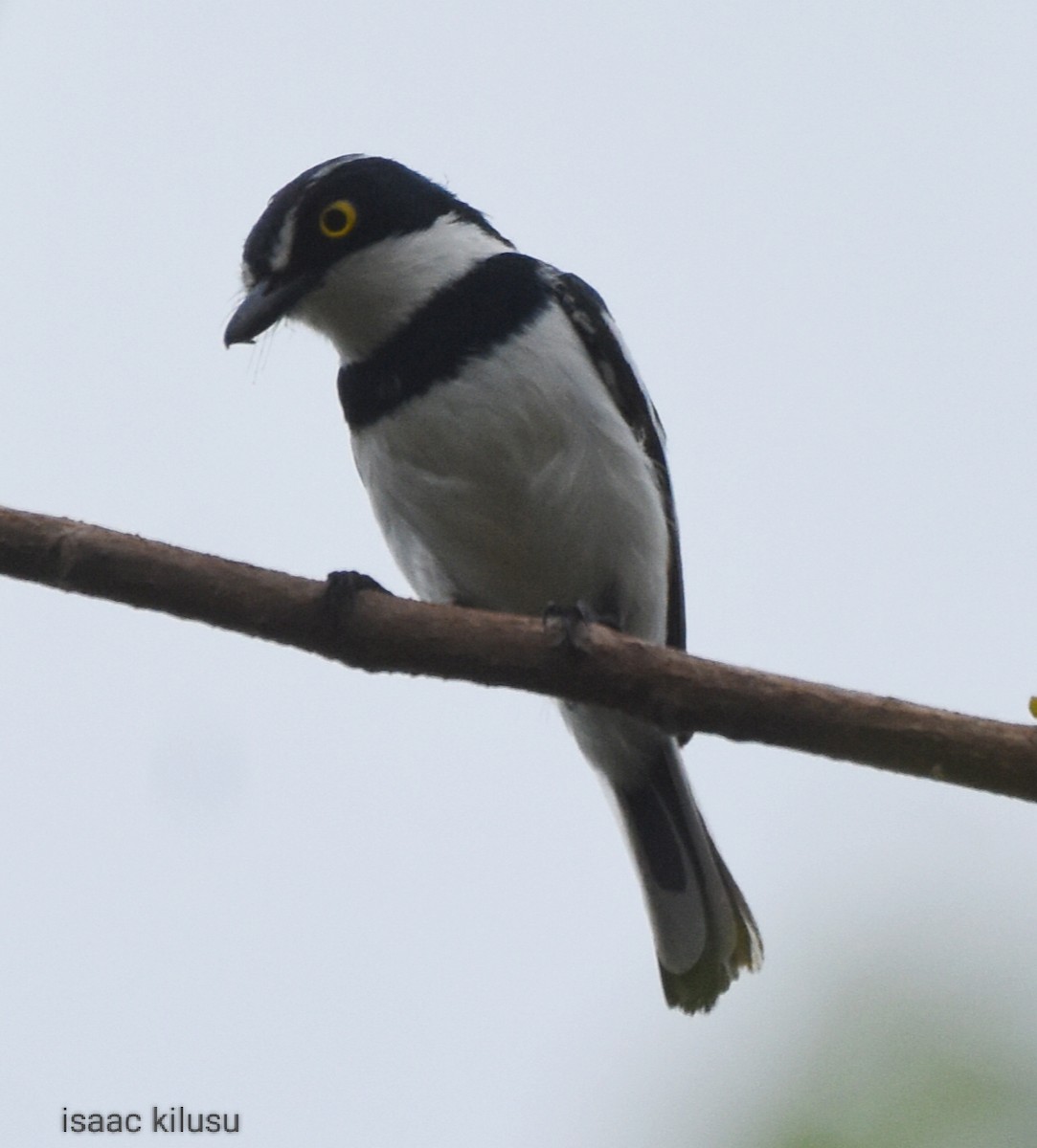 Eastern Black-headed Batis - ML613459802