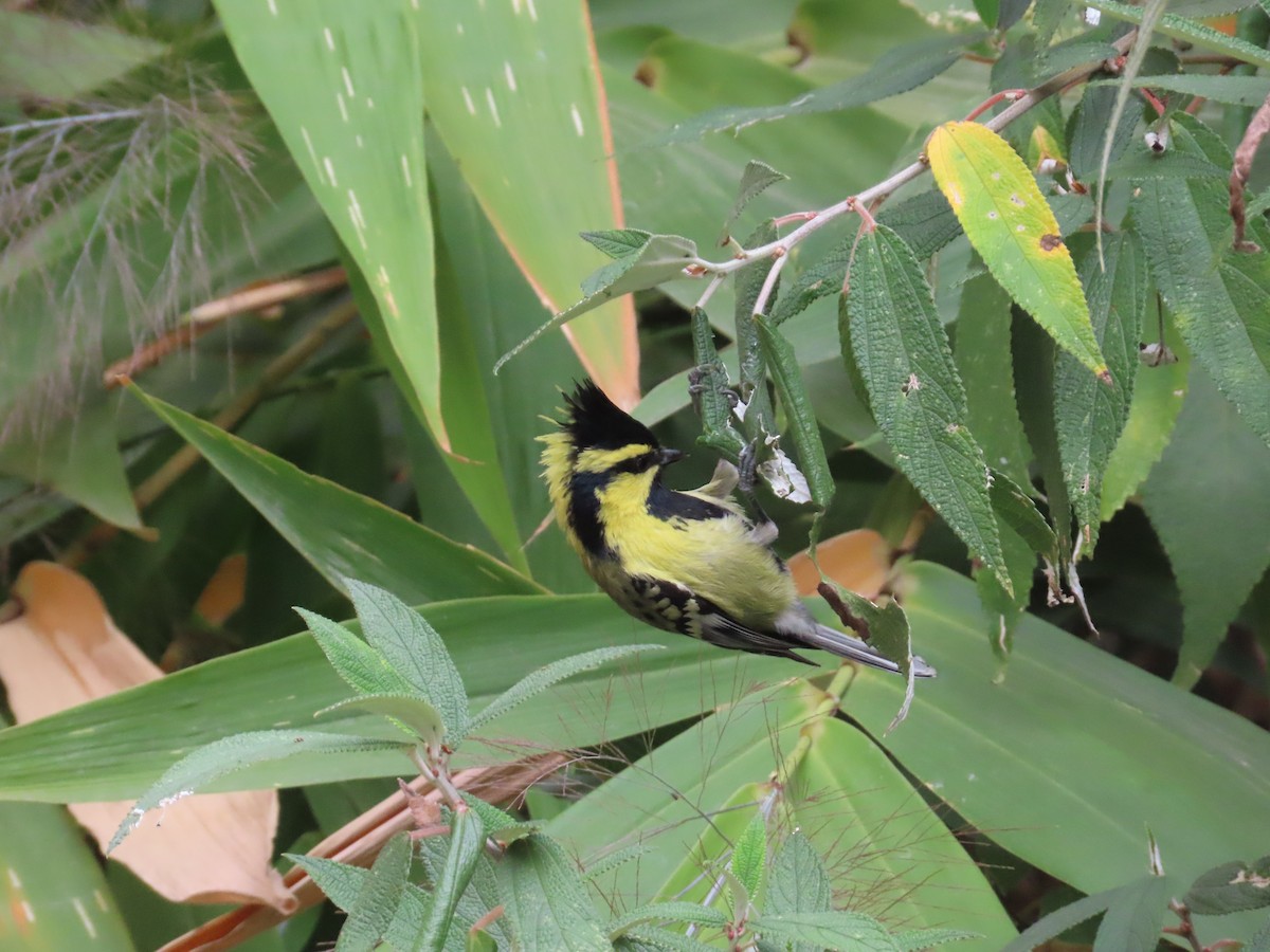 Himalayan Black-lored Tit - ML613459810