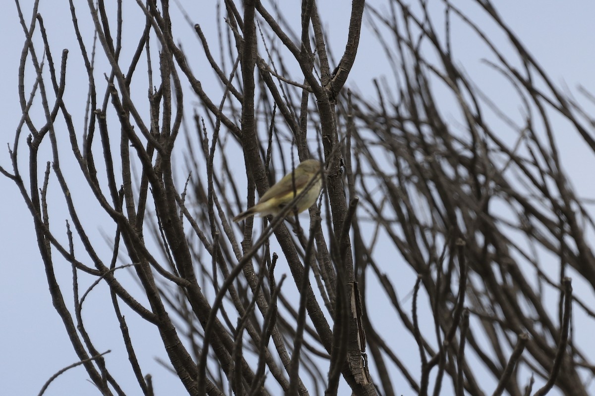 stumpnebb - ML613459817