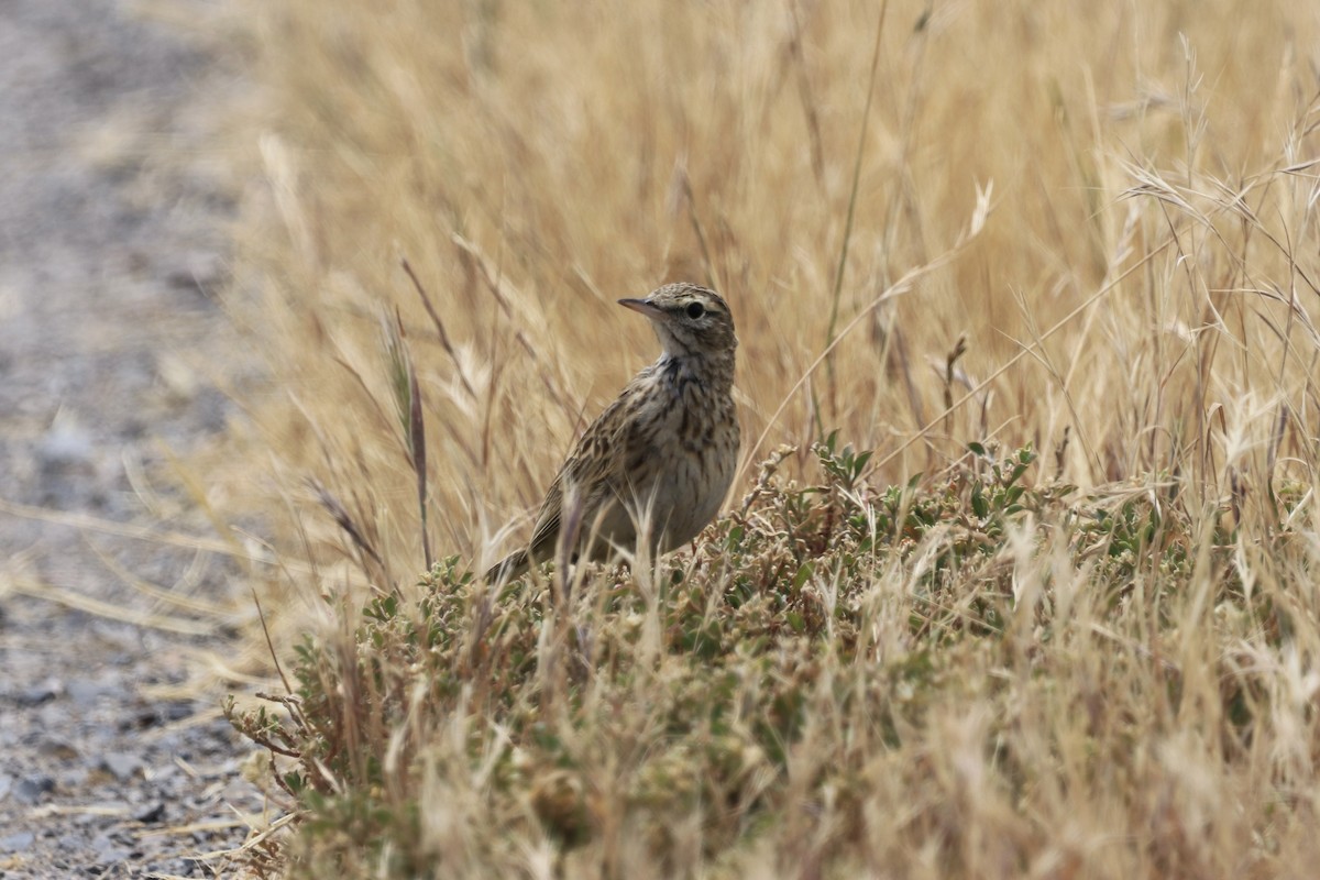 australiapiplerke - ML613459851