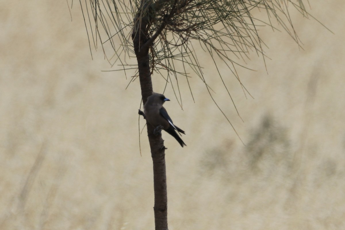 sotsvalestær - ML613459890