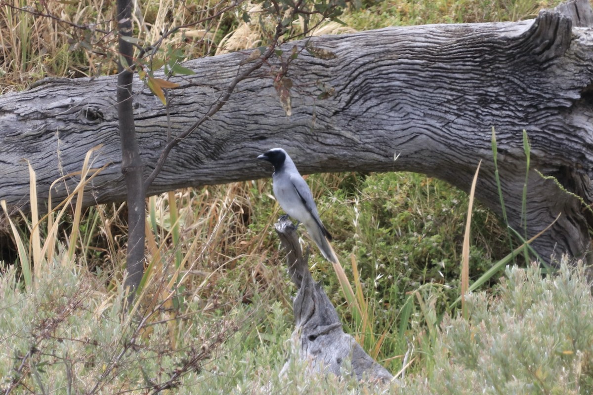 maskelarveeter - ML613459913