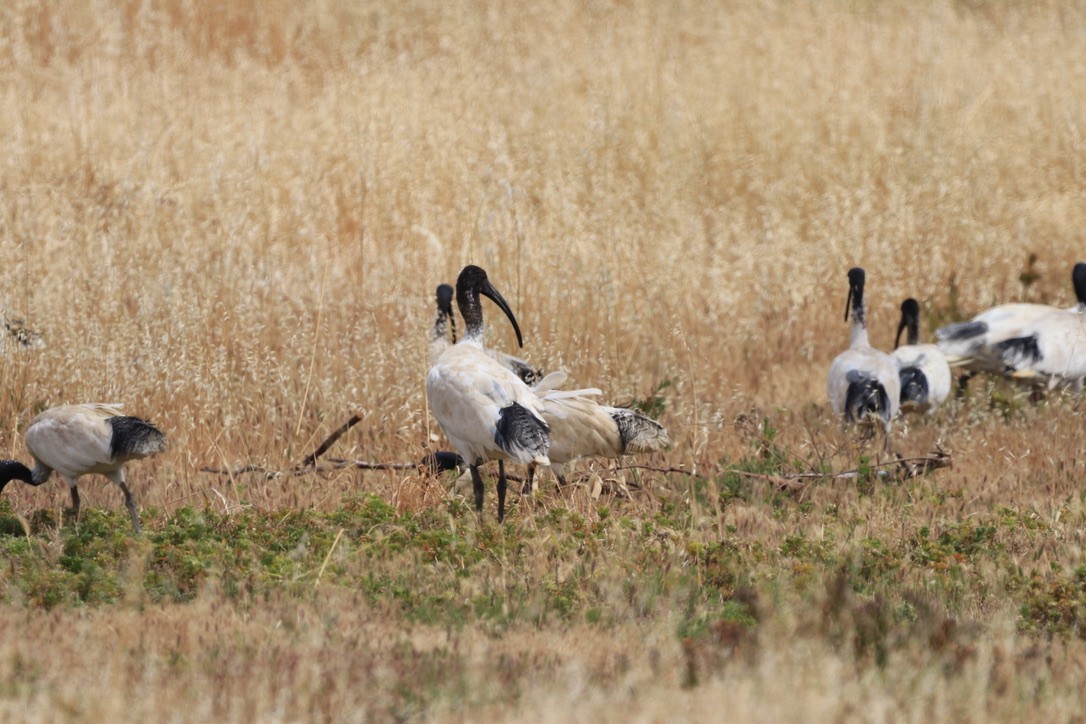 australibis - ML613459925