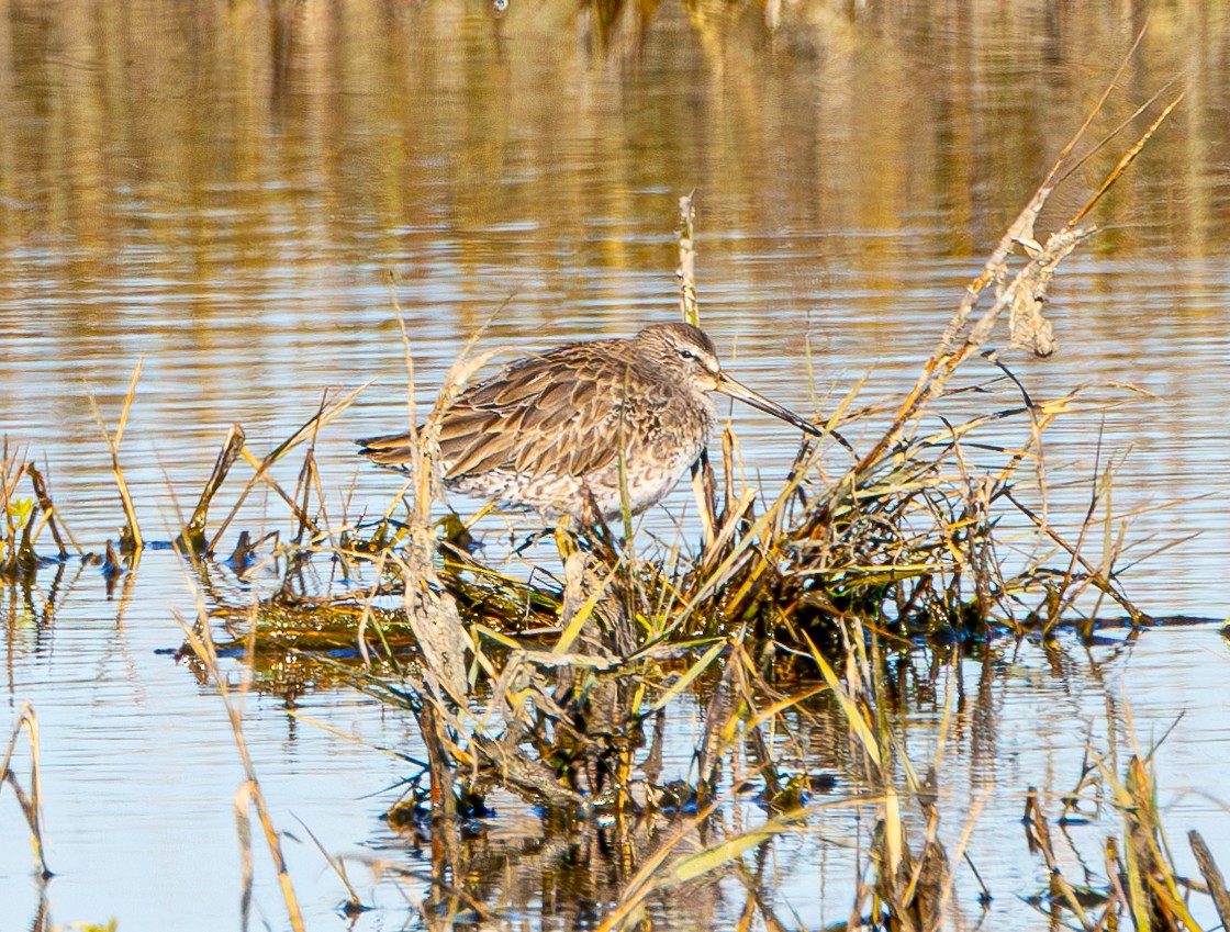 Long-billed Dowitcher - ML613459938