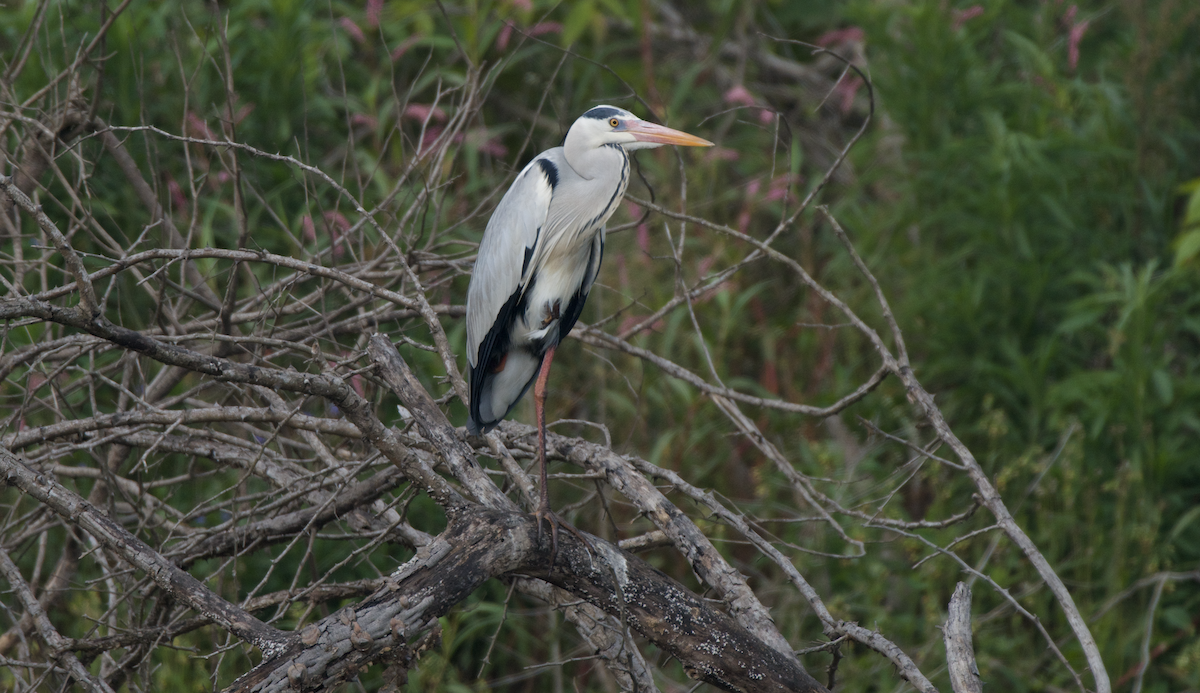 Gray Heron - ML613459958