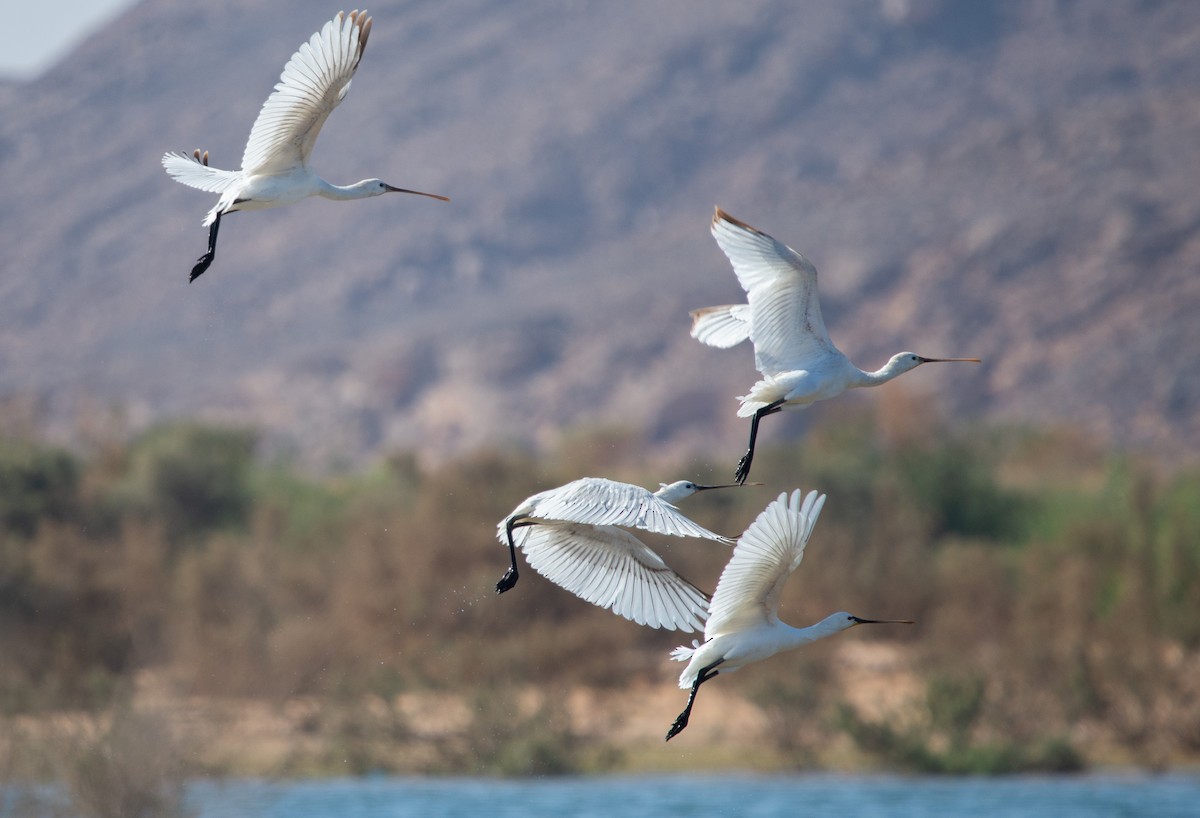 Eurasian Spoonbill - Sobek Planet