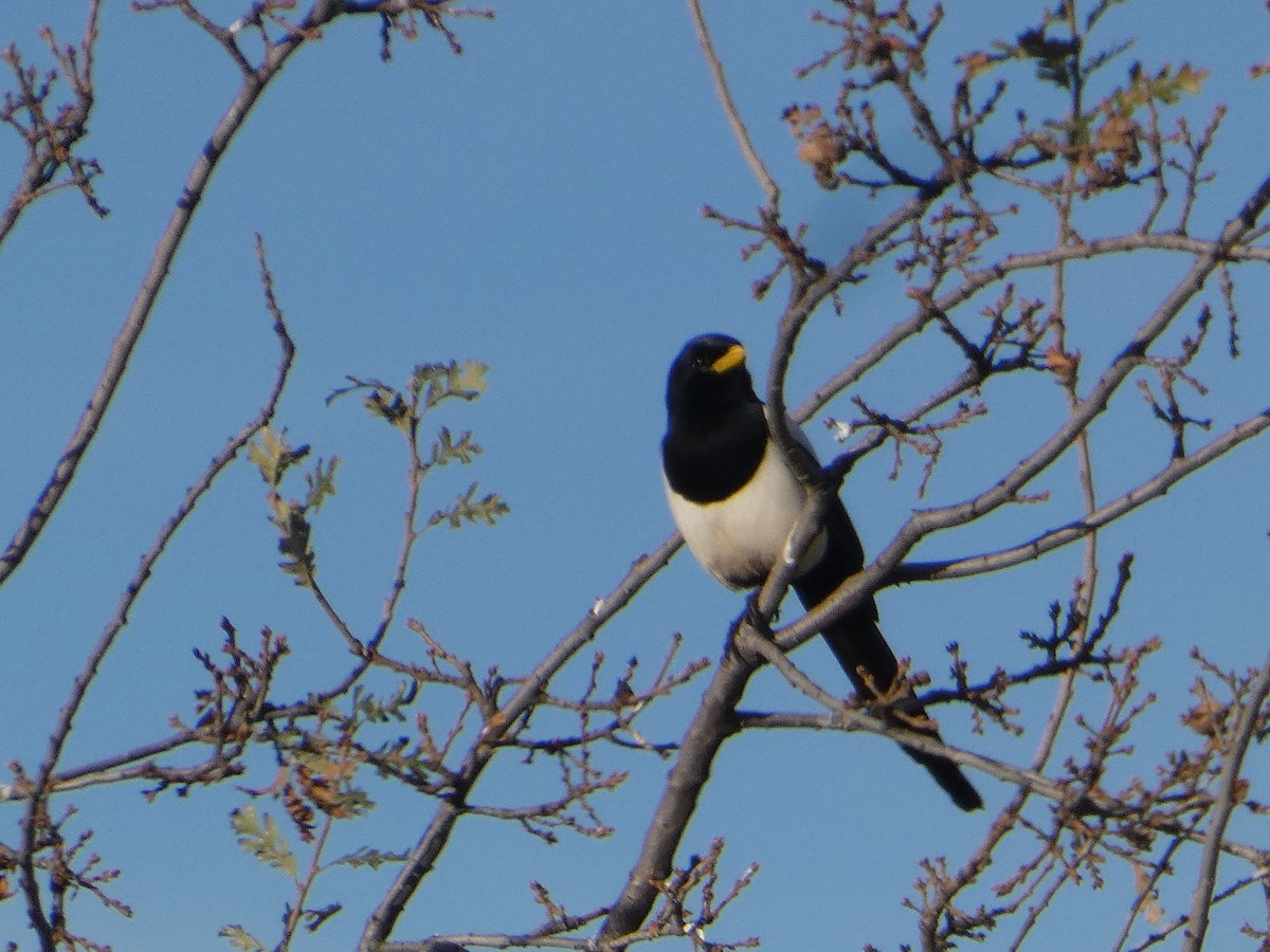 Yellow-billed Magpie - Troy Pittock