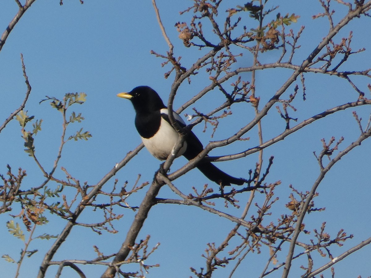 Yellow-billed Magpie - Troy Pittock