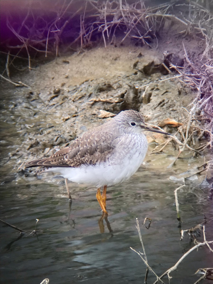 Lesser Yellowlegs - ML613460195