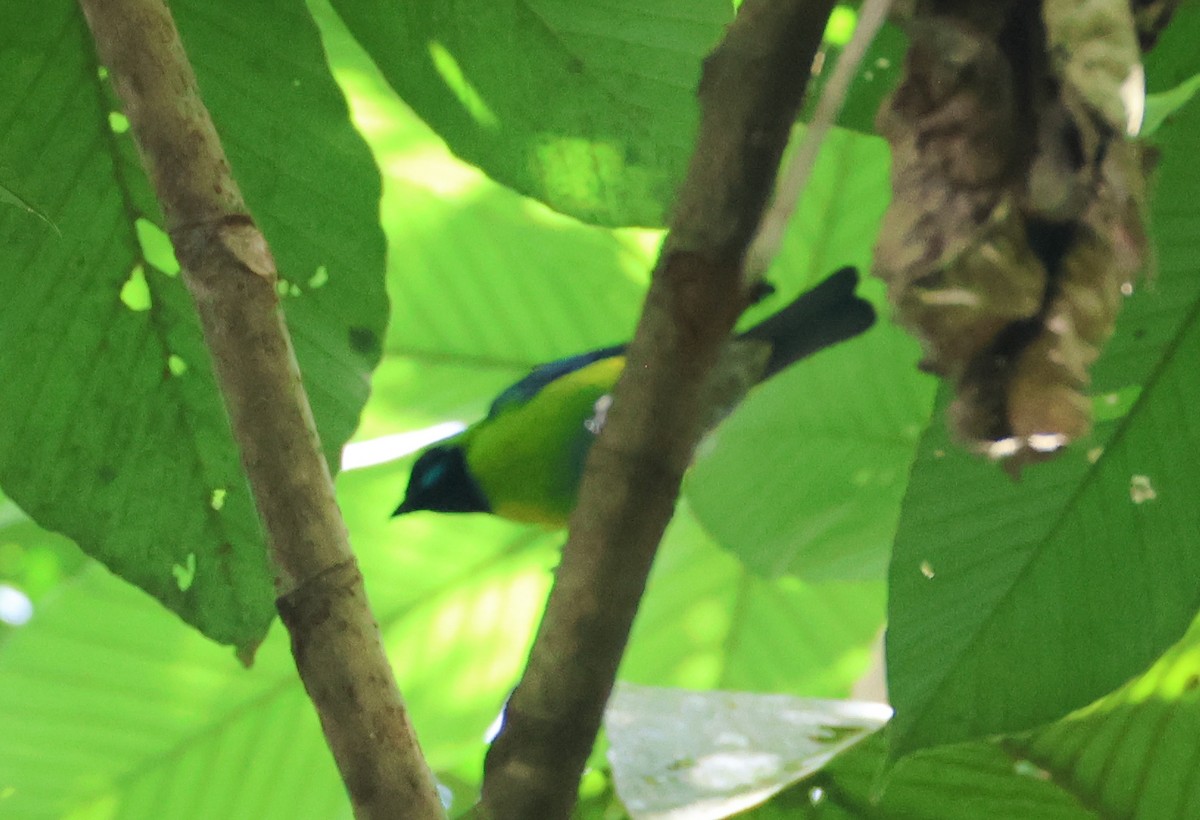 Blue-whiskered Tanager - Keith Bailey