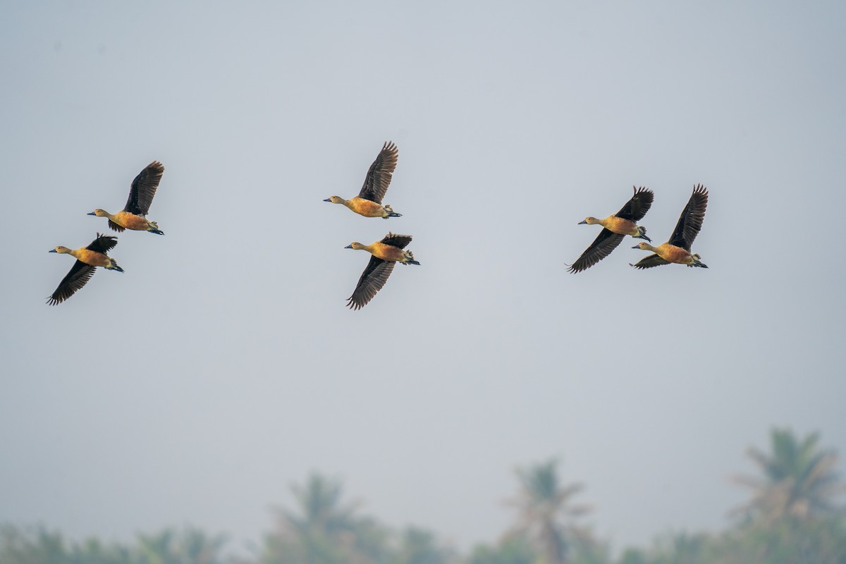 Lesser Whistling-Duck - Jawad Ali