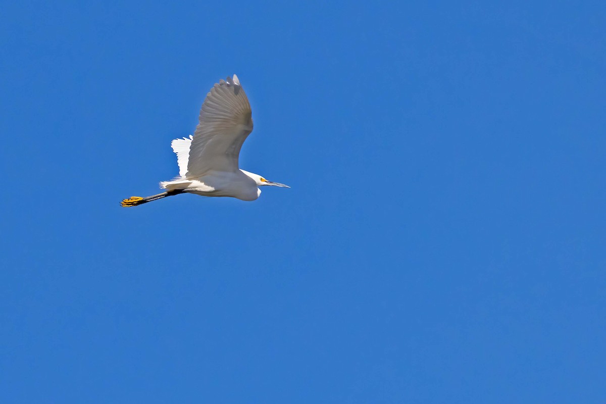 Snowy Egret - ML613460422