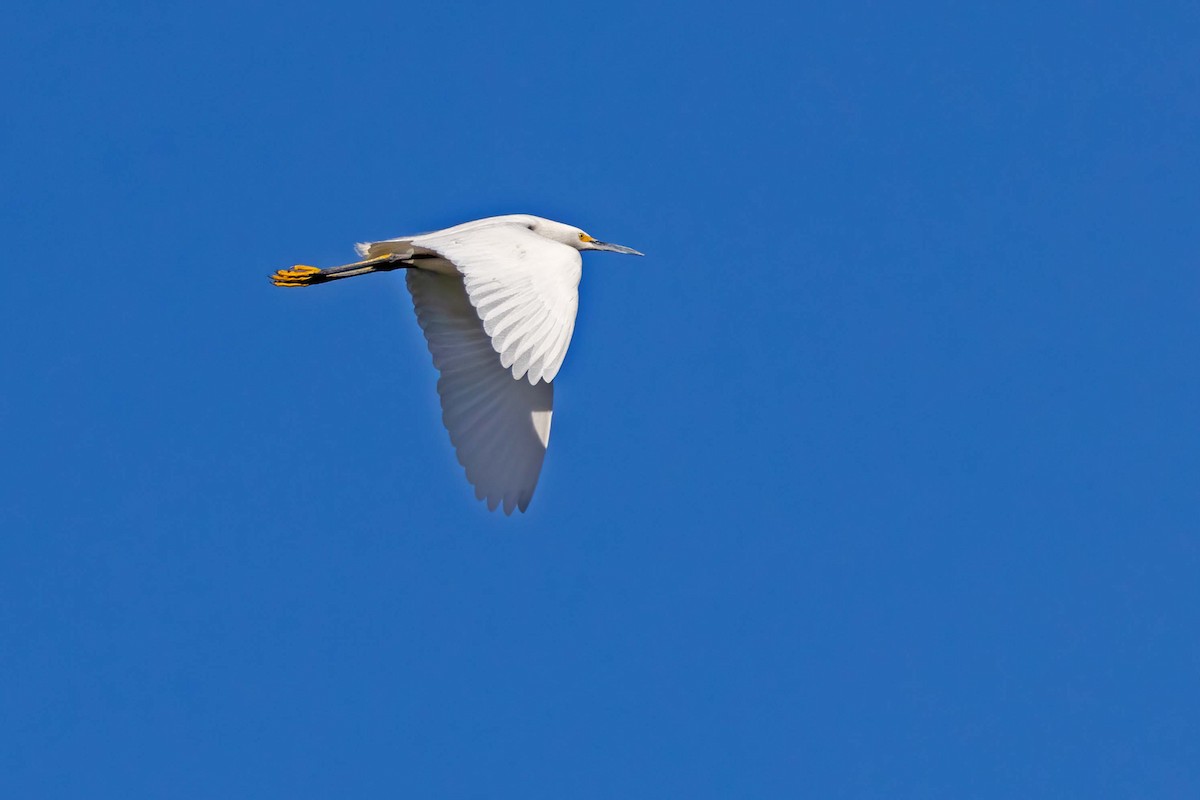 Snowy Egret - ML613460423