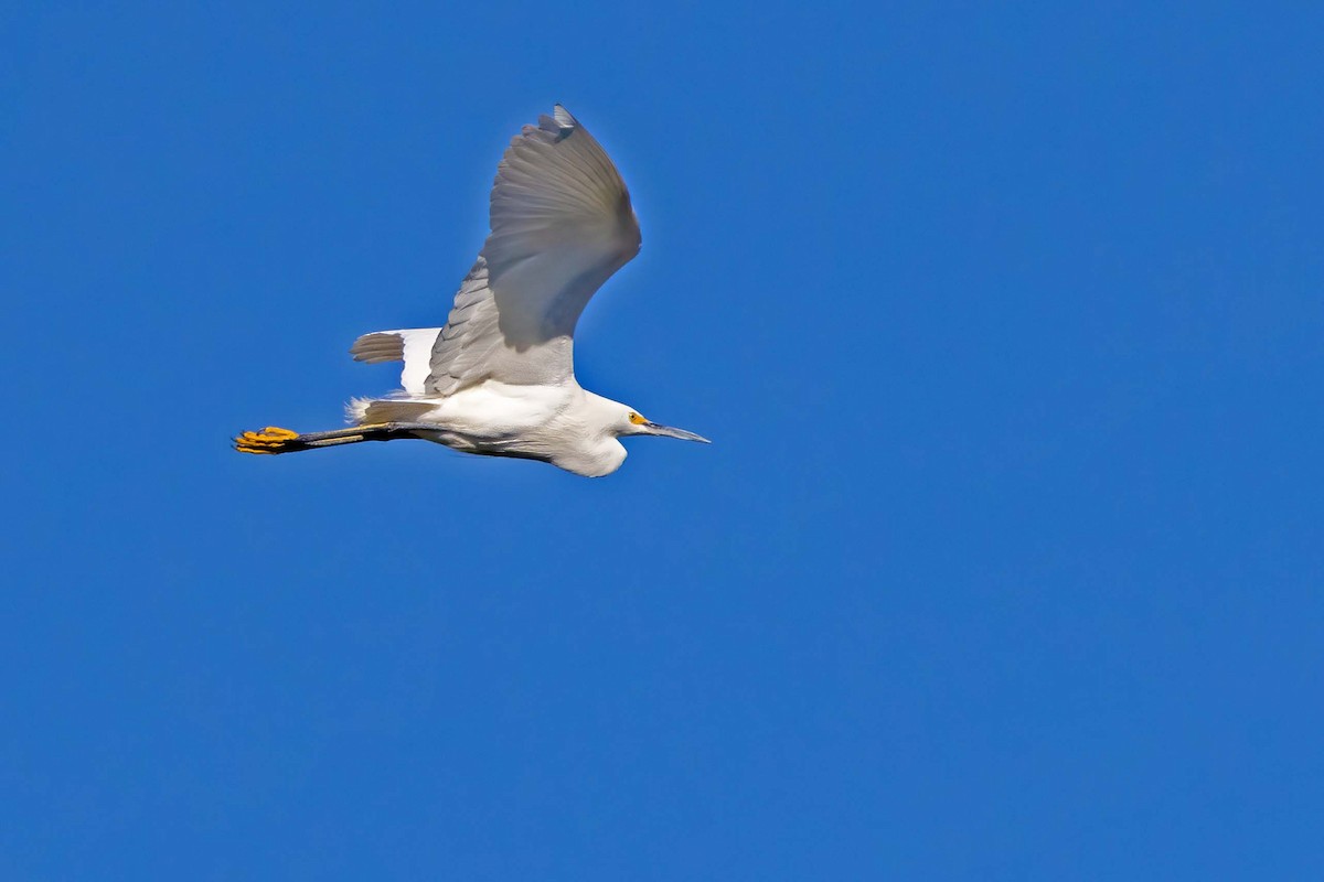 Snowy Egret - ML613460424