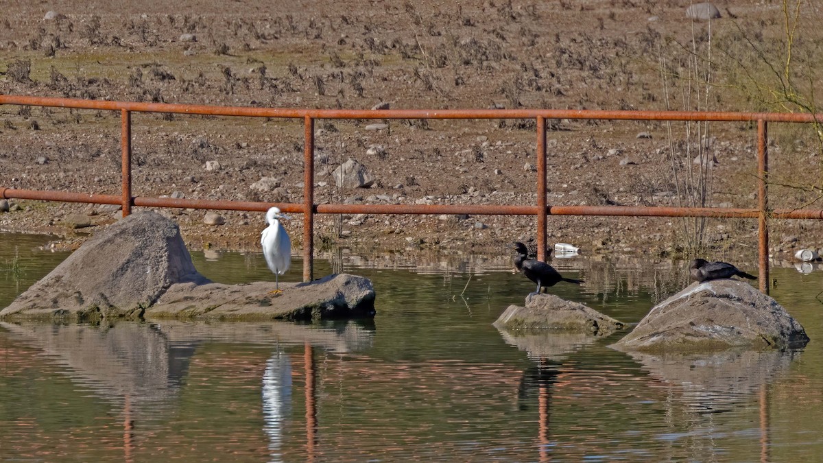 Snowy Egret - ML613460426