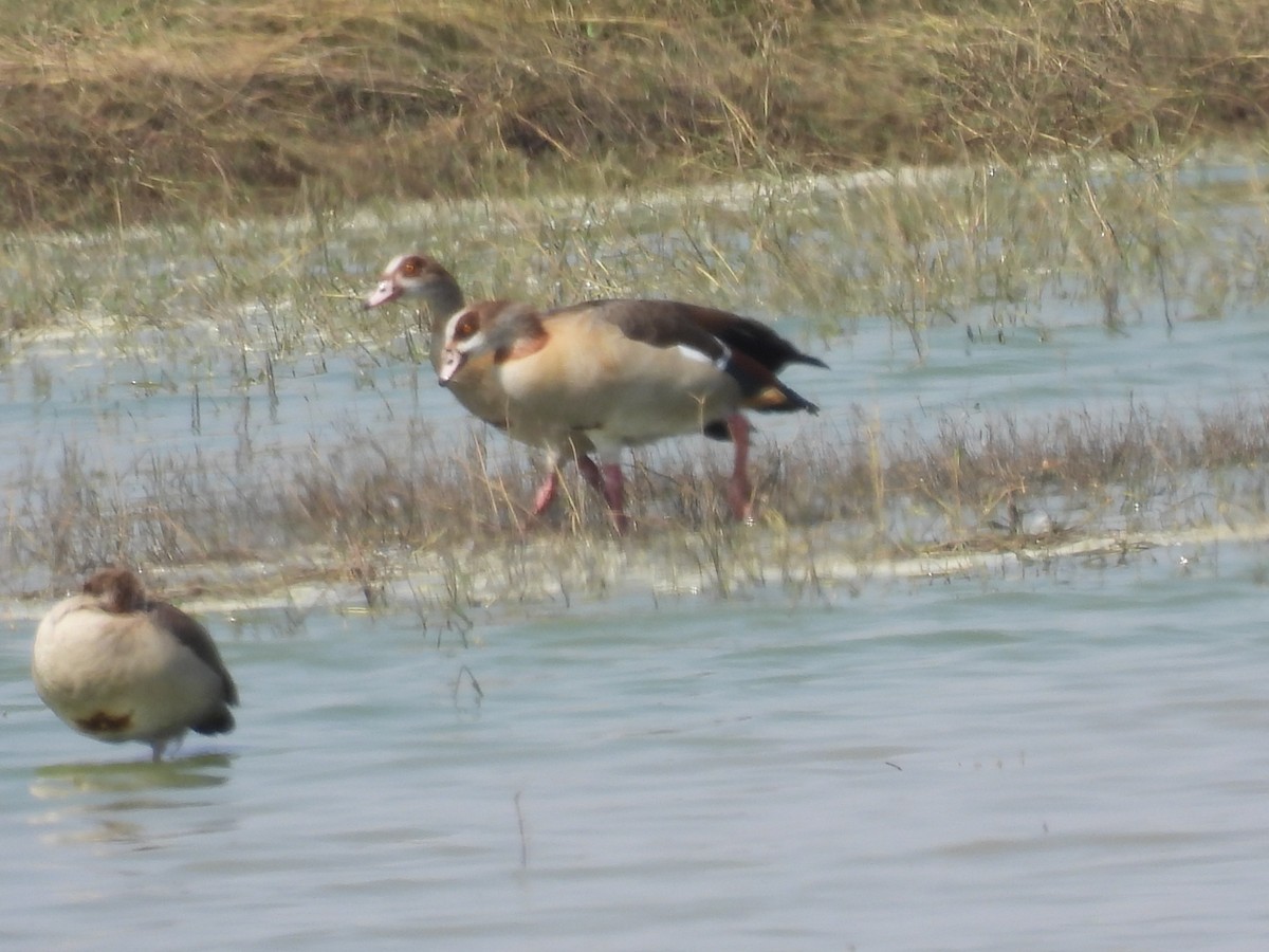 Egyptian Goose - ML613460488