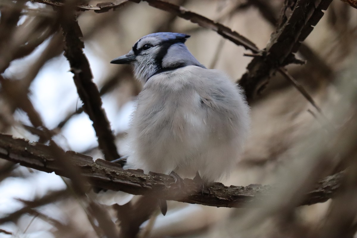 Blue Jay - ML613460490