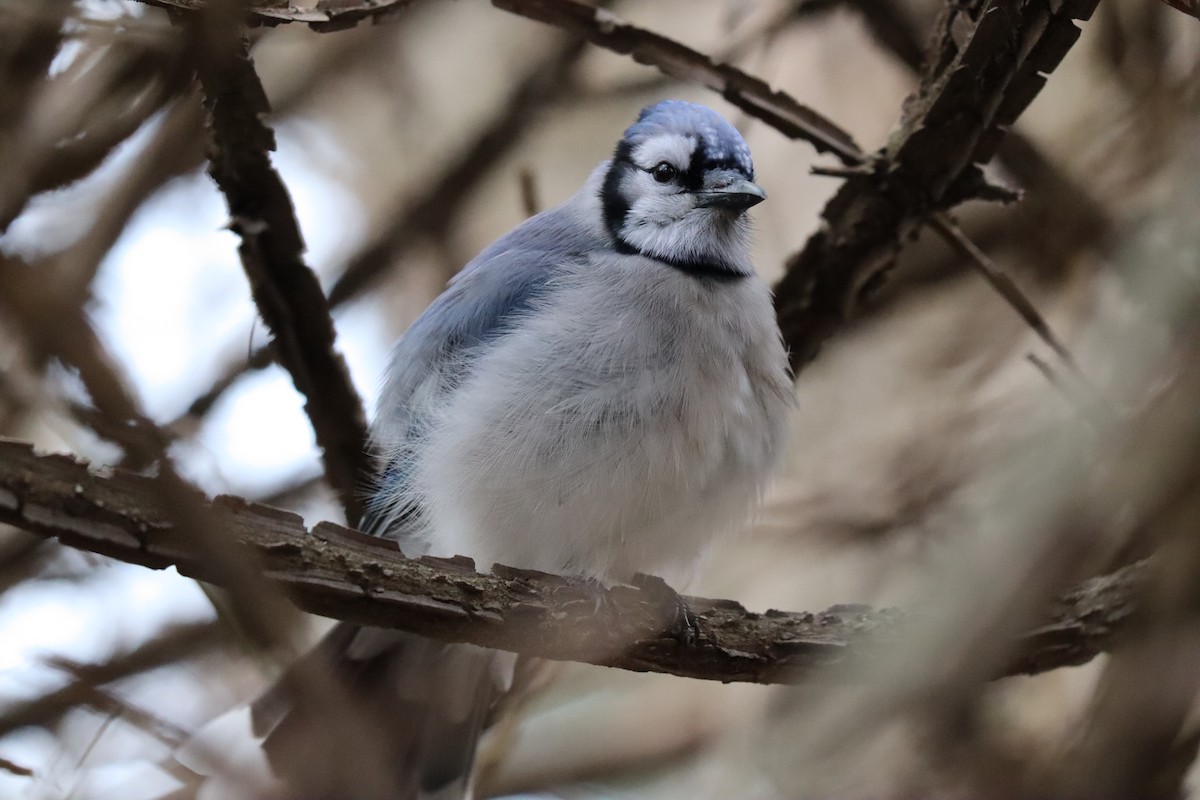 Blue Jay - ML613460495