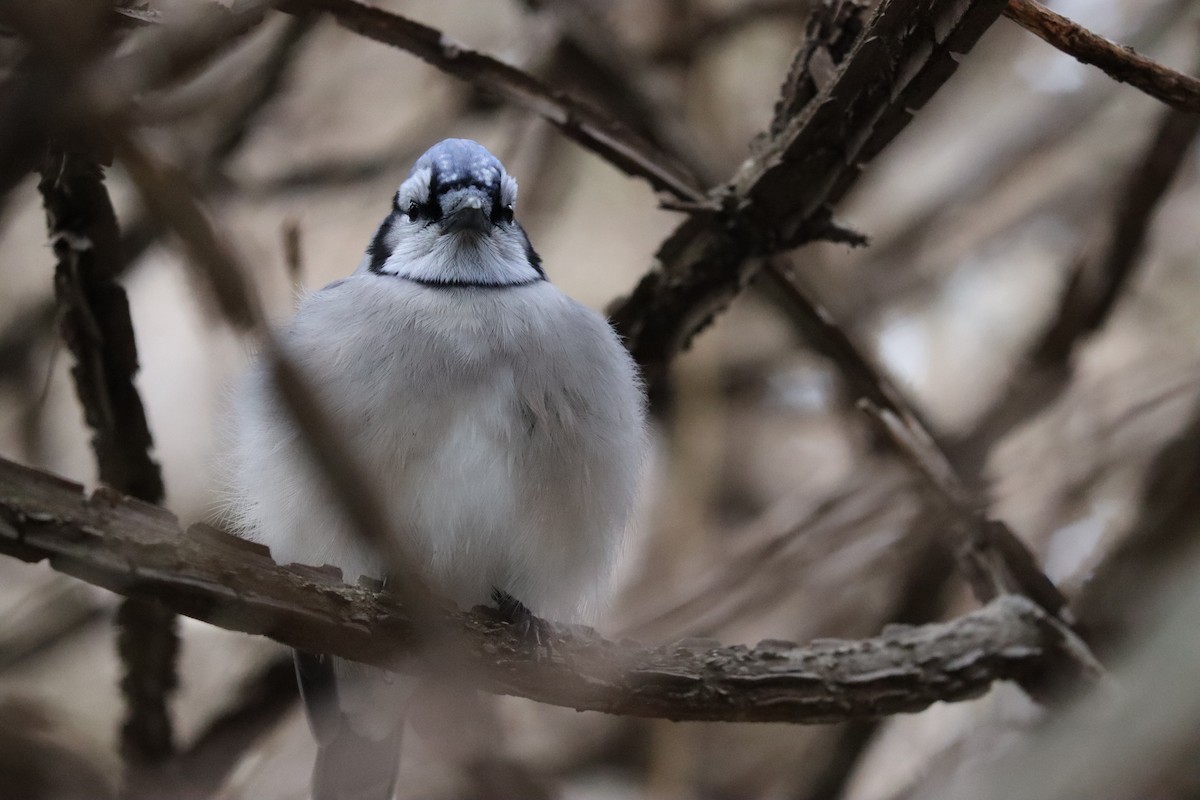 Blue Jay - Reed W