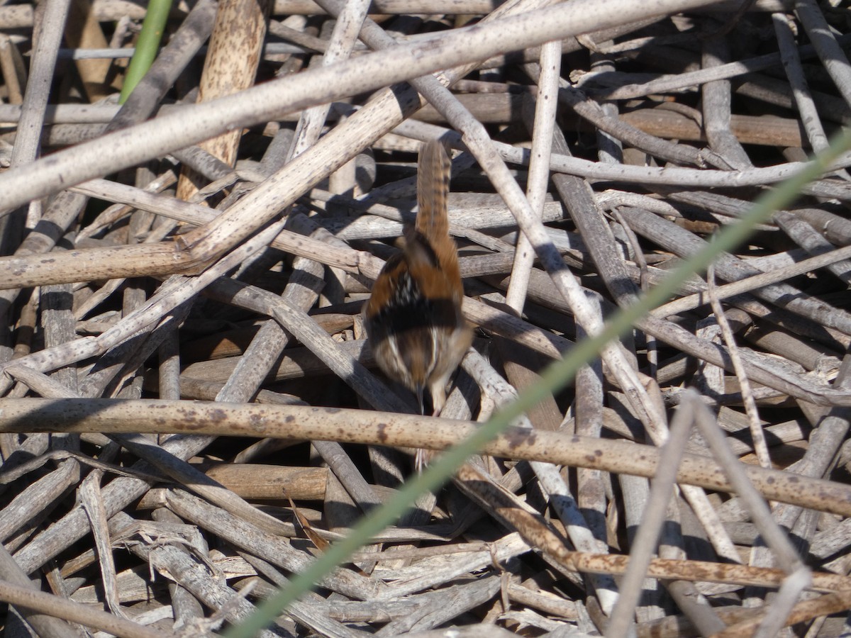 Marsh Wren - ML613460508