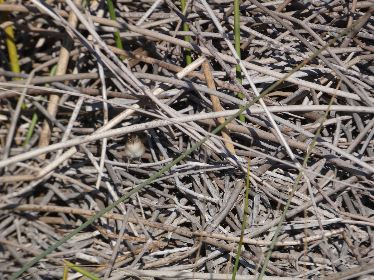 Marsh Wren - ML613460510