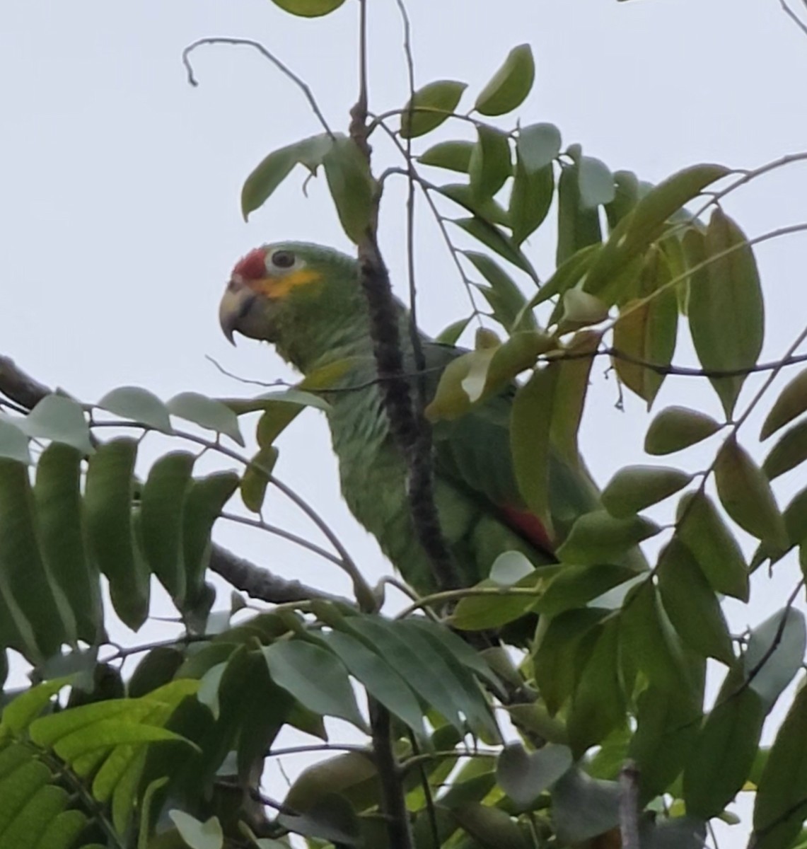 Red-lored Parrot - ML613460536