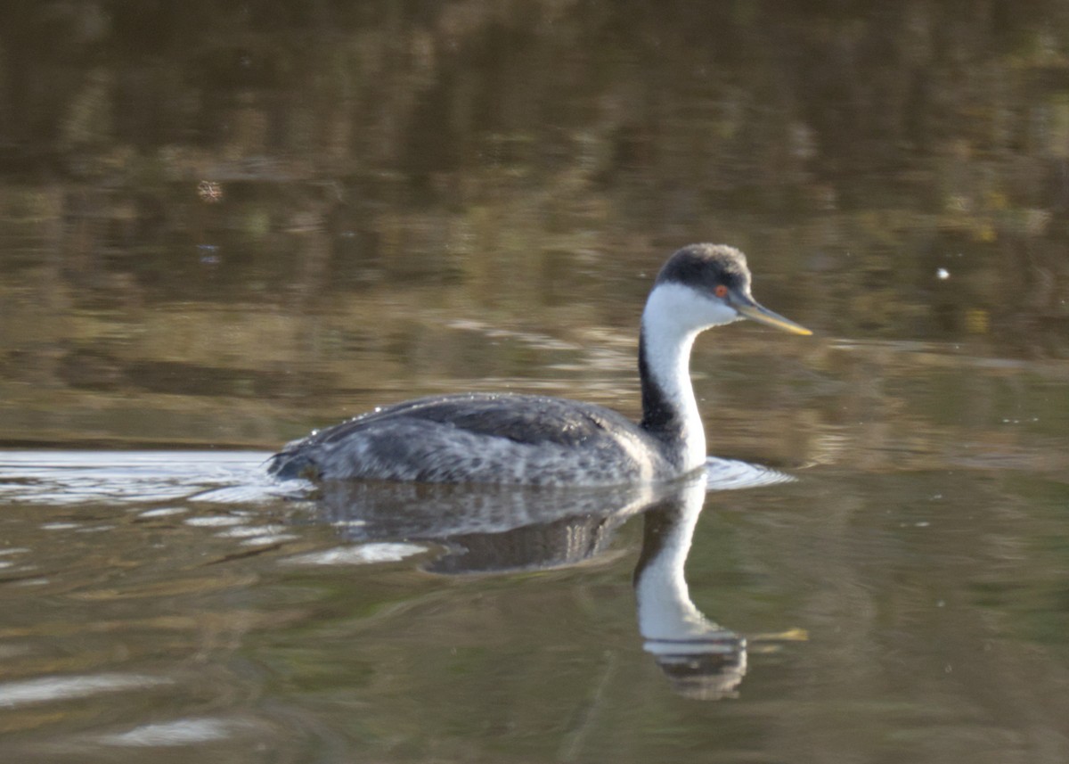 Western Grebe - ML613460550