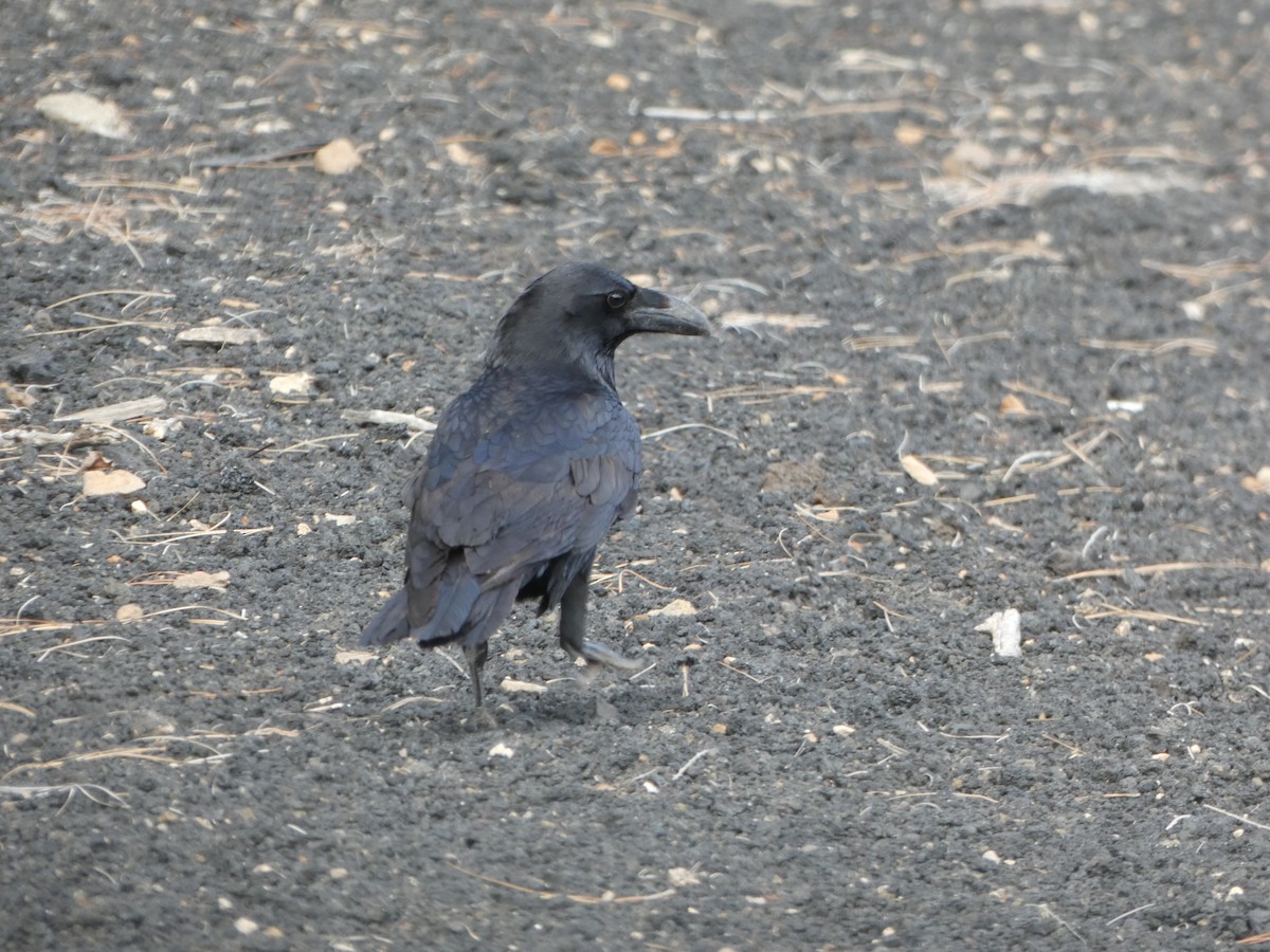 Common Raven - ML613460651