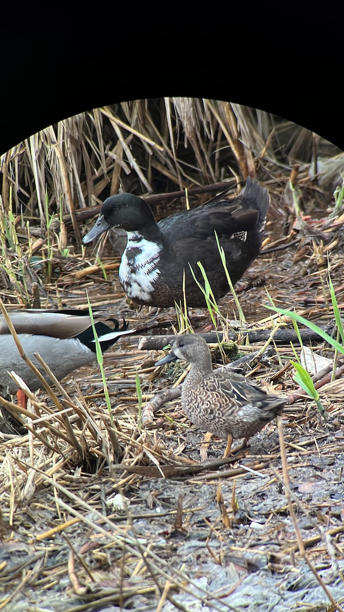 Blue-winged Teal - Ángela Ruiz Delgado