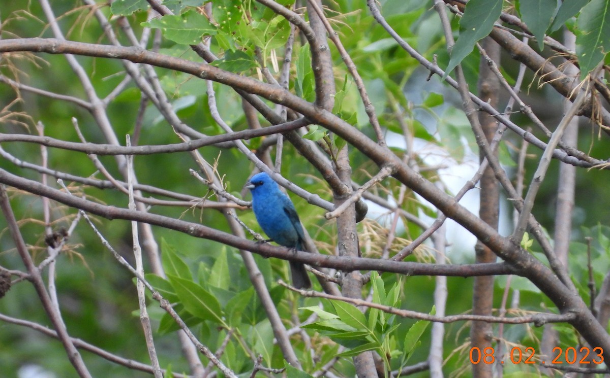 Indigo Bunting - ML613460665