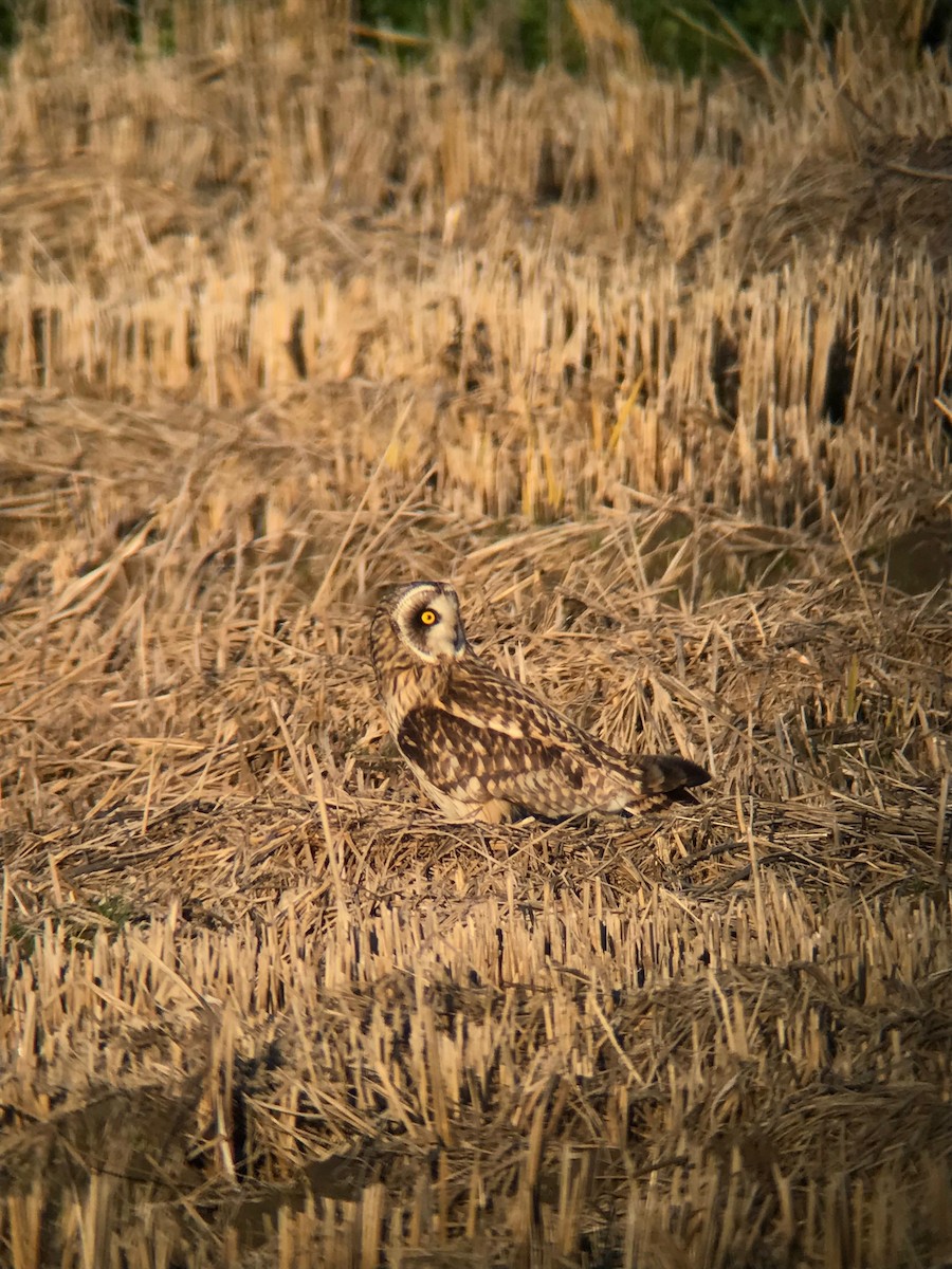 Short-eared Owl - ML613460742