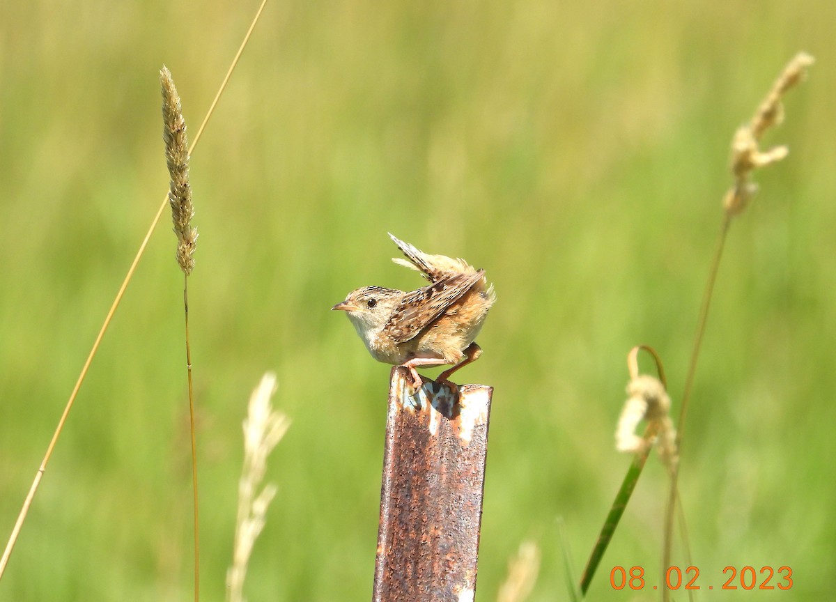 Sedge Wren - Bob Anderson