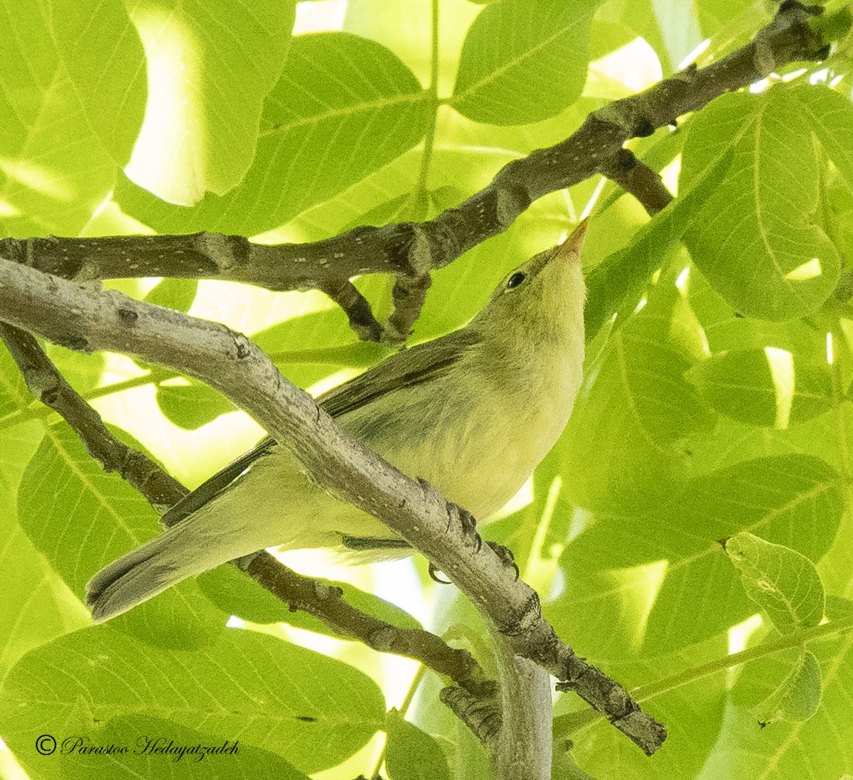 Icterine Warbler - ML613460792