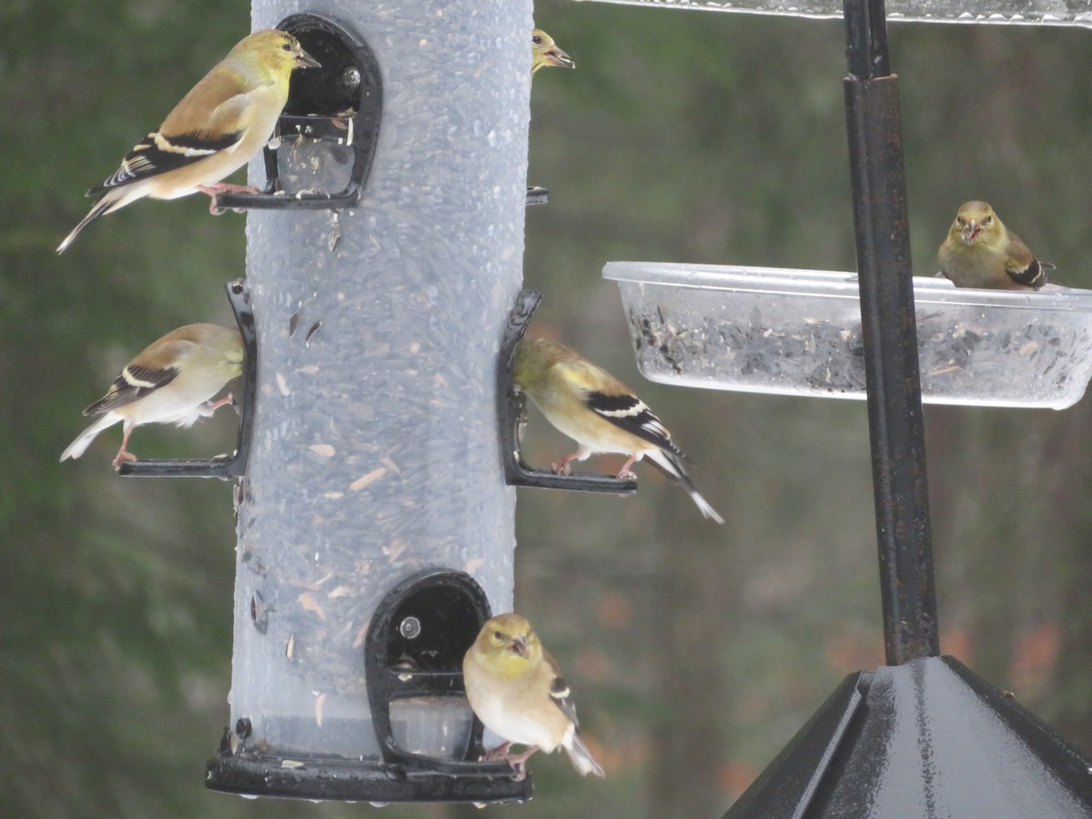 Jilguero Yanqui - ML613460822