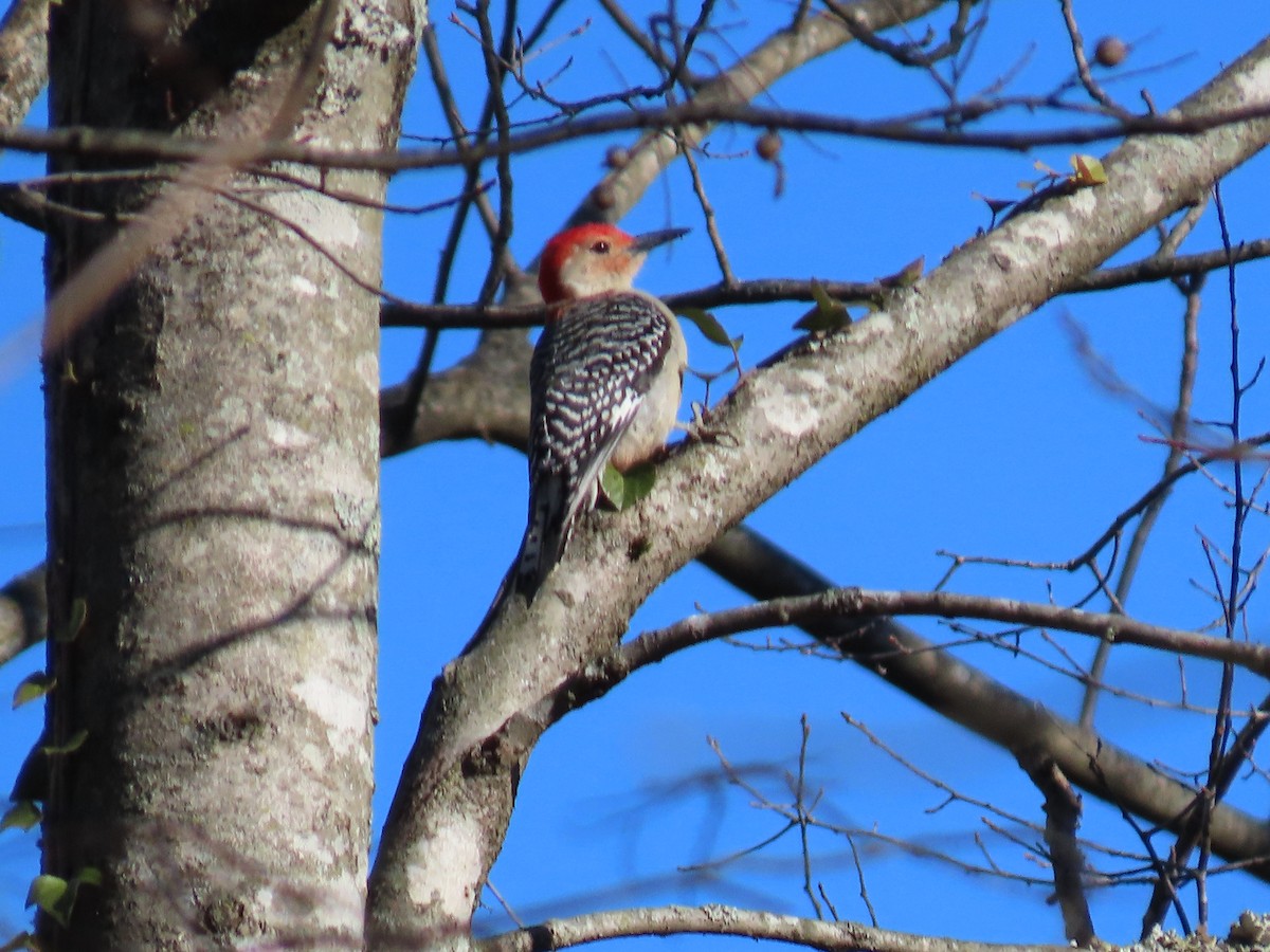 Red-bellied Woodpecker - ML613460849