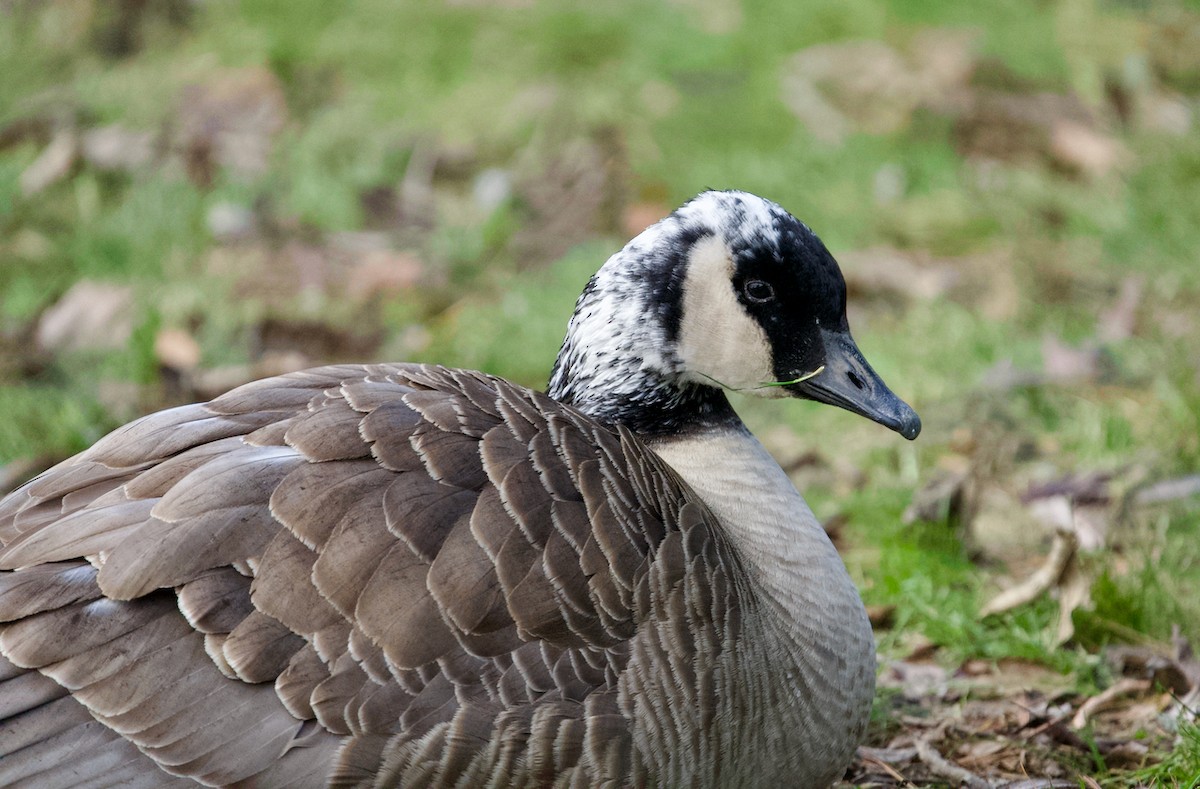 Canada Goose - ML613461012