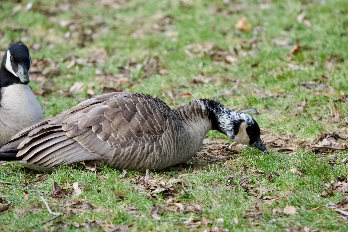 Canada Goose - ML613461013