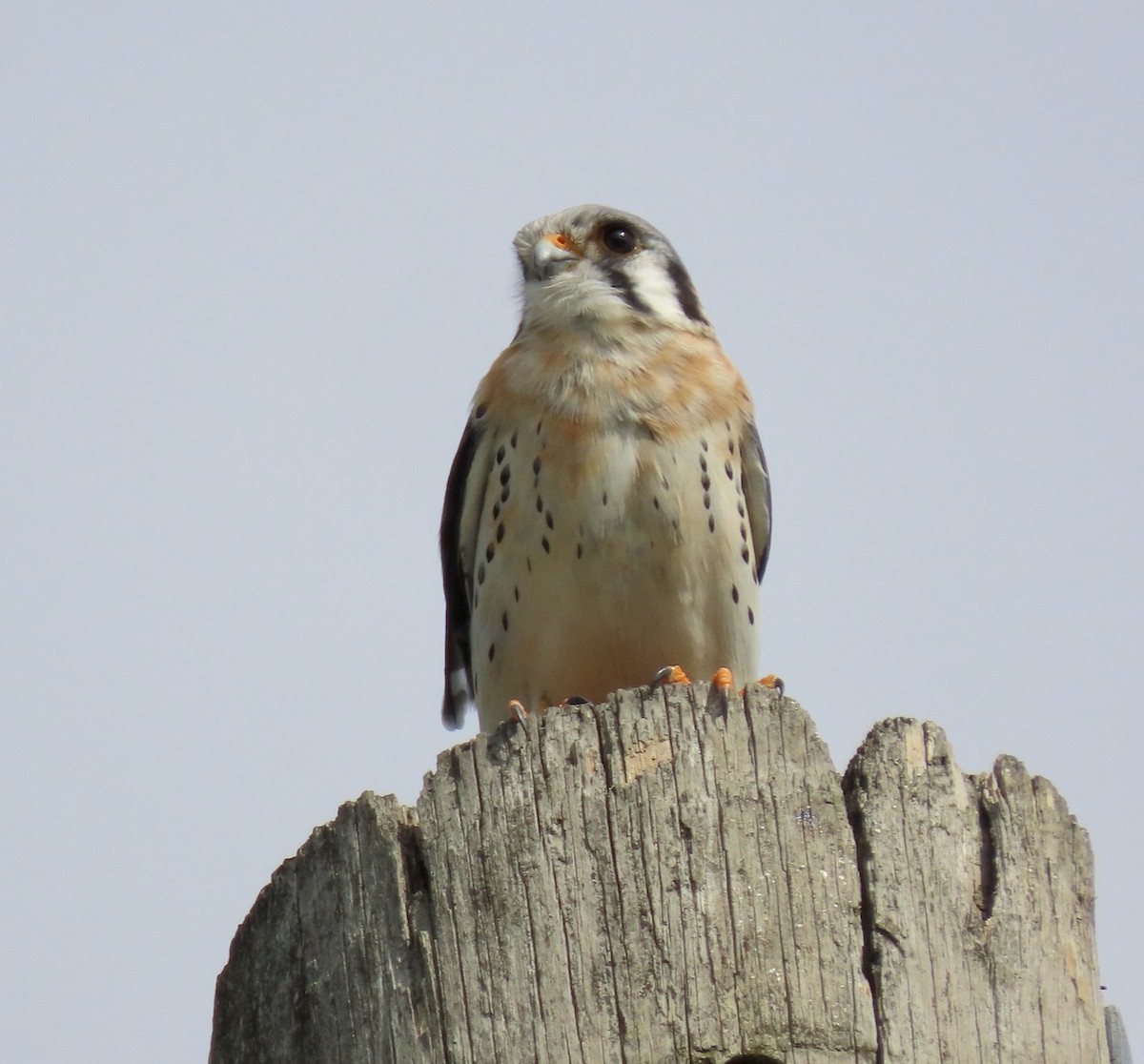 American Kestrel - ML613461151