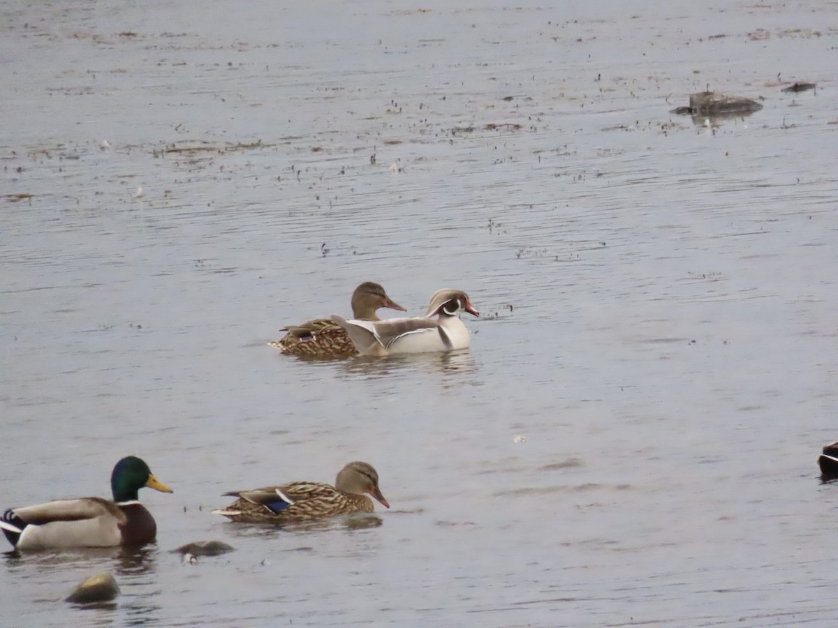 Wood Duck - ML613461201