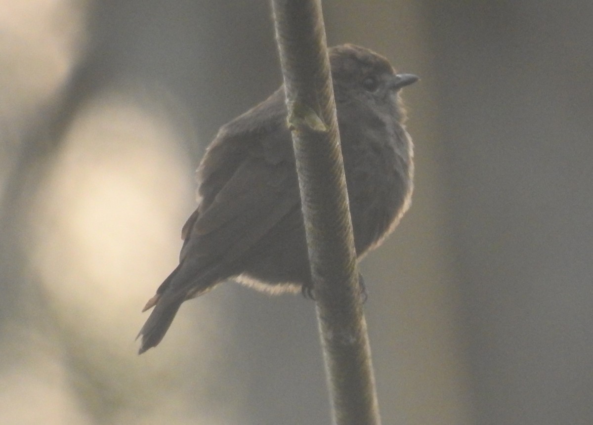 Ussher's Flycatcher - ML613461207